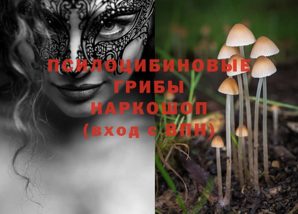шишки Няндома